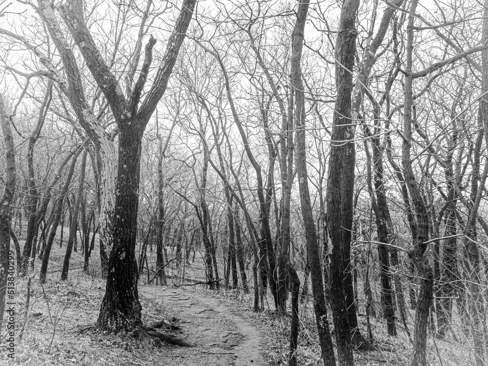 Obraz premium trees in the fog