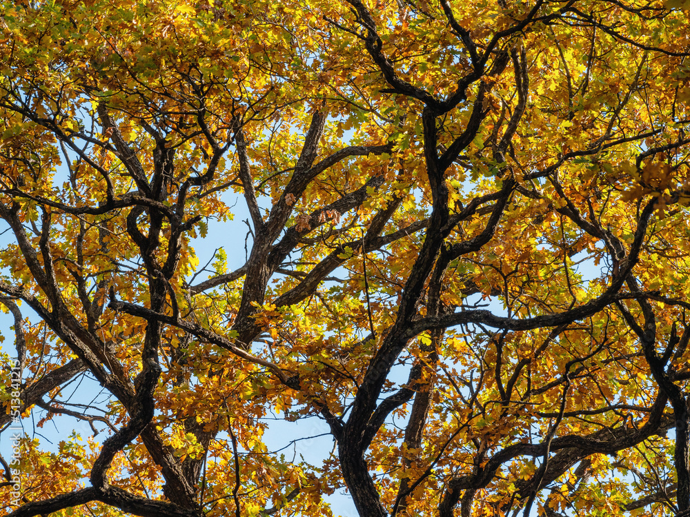 St. Petersburg in autumn, a natural monument landscape park St. Petersburg in autumn, a natural monument landscape park