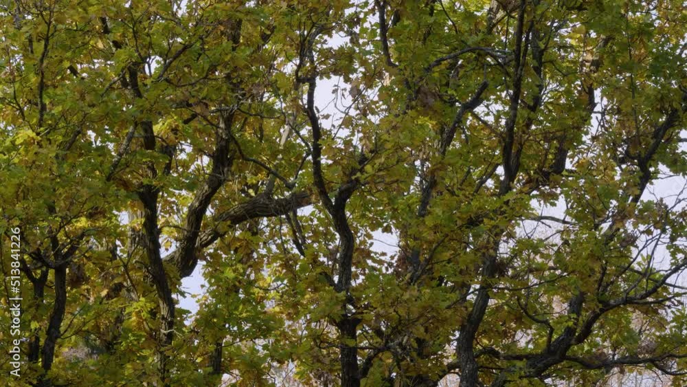 St. Petersburg in autumn, a natural monument landscape park St. Petersburg in autumn, a natural monument landscape park