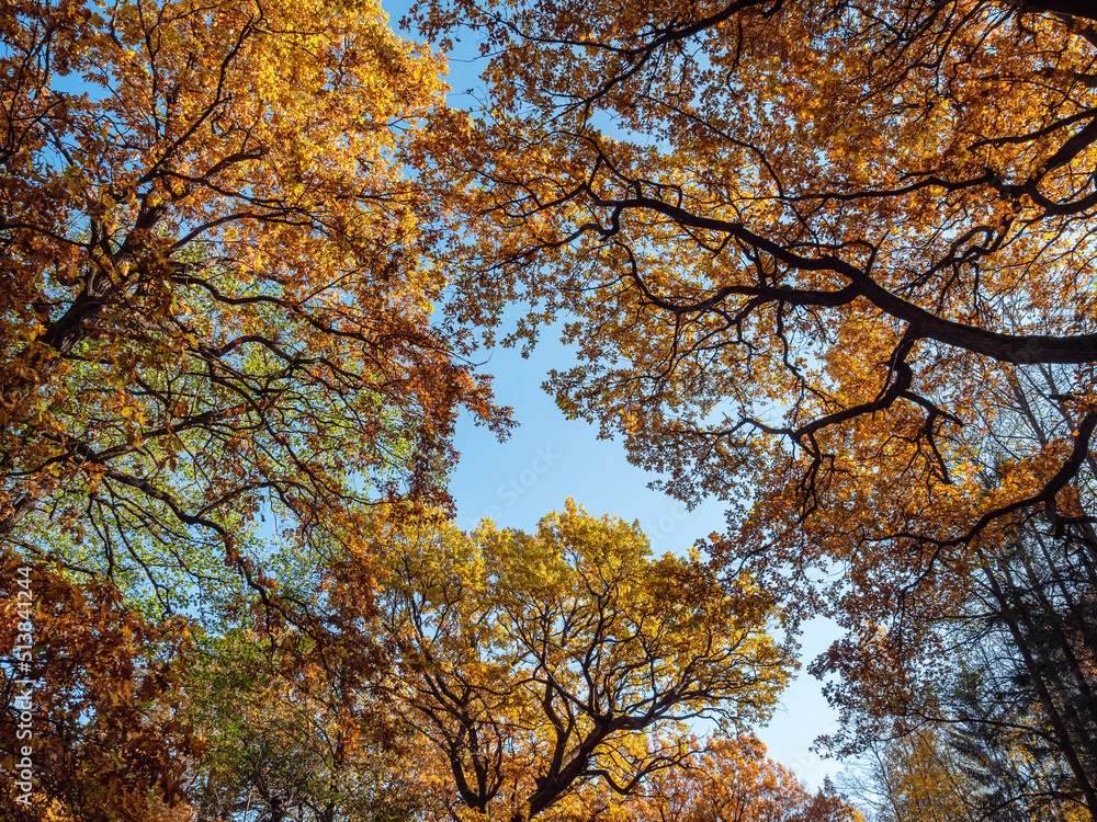 St. Petersburg in autumn, a natural monument landscape park St. Petersburg in autumn, a natural monument landscape park