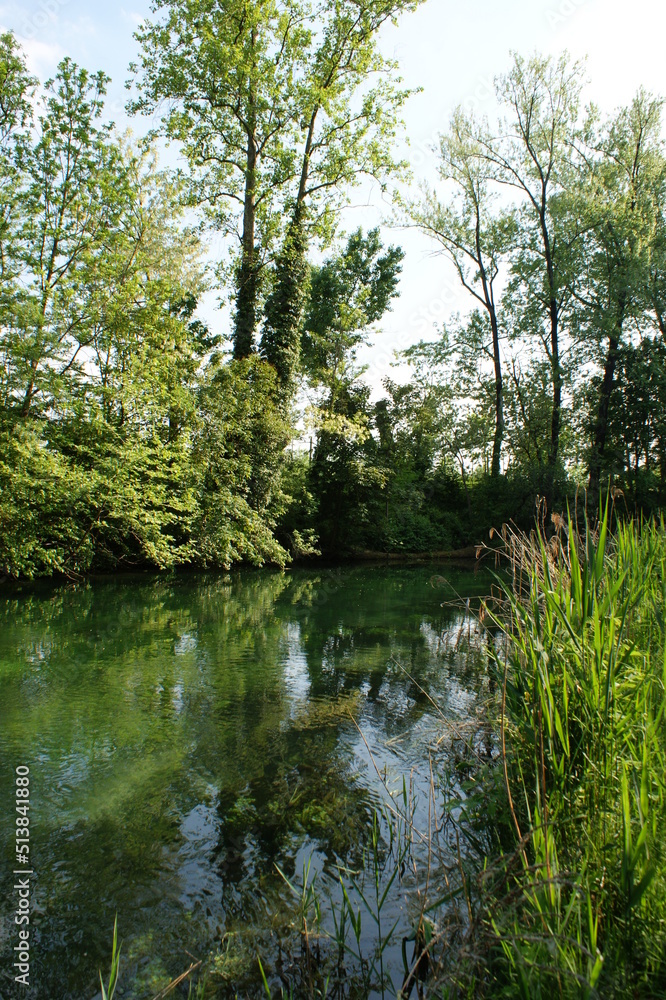 Obraz premium river in the forest