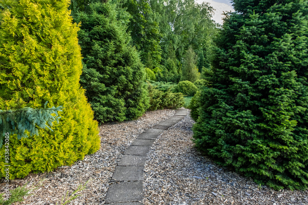 Park area with thujas and decorative trees, path between thujas and fir trees, decorative spruce, stone path made of decorative tiles in the garden, landscape design