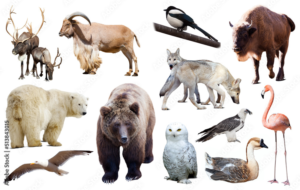 Set of bear and other european animals. Isolated on white background with shade