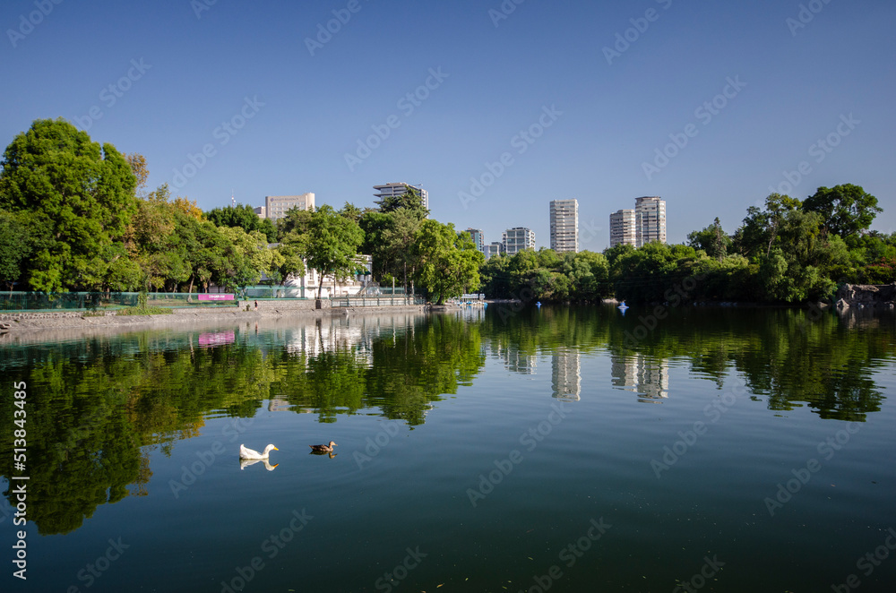 Paisaje urbano de la ciudad de México, duck reflejado en un lago al amanecer, patos nadando