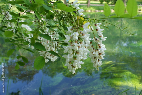 white flowers