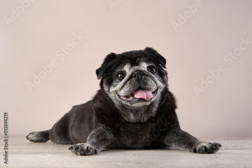 charming gray-haired black pug on a black background. gray-haired dog, Pet portrait in studio