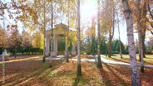 The sunny birch grove in autumn park photo