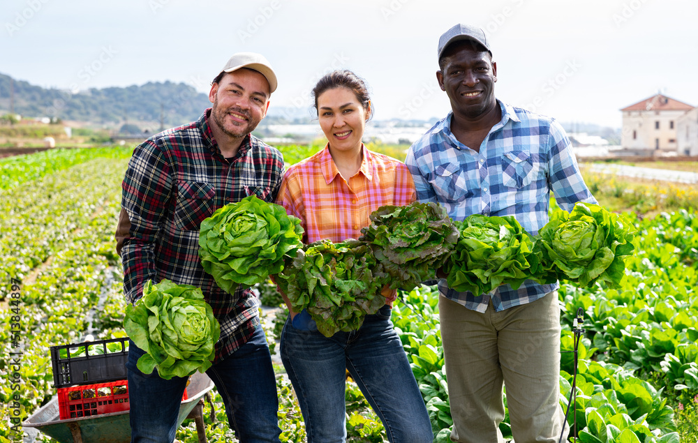Obraz premium Group photo of cheerful farmers standing on lettuce field with crop.