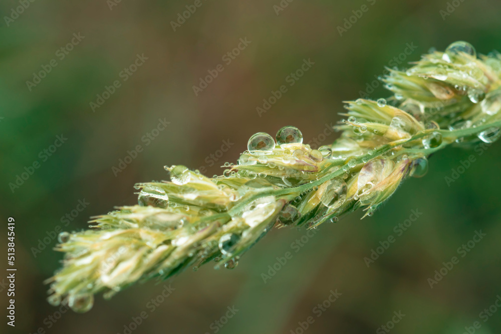 Gotas de agua en la Naturaleza Gotas de agua en la Naturaleza
