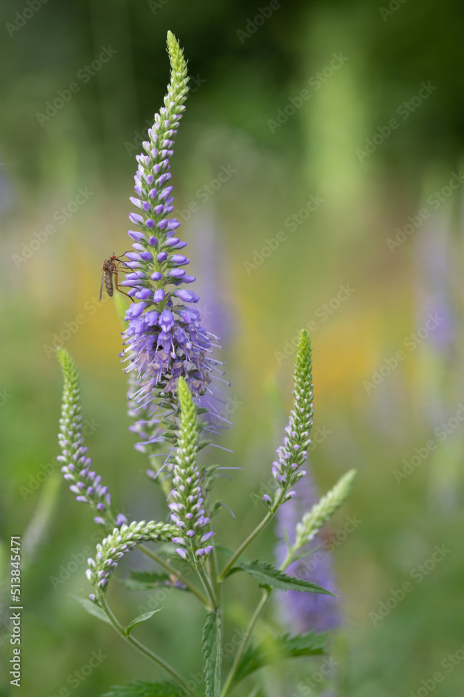 Close-up of a purple flower, the long-leaved speedwell (Veronica longifolia), blooming brightly in nature. An insect climbs up the edge.