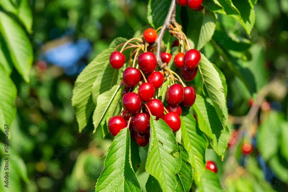 Sauerkirsche Prunus cerasus mit Frucht Sauerkirsche Prunus cerasus mit Frucht