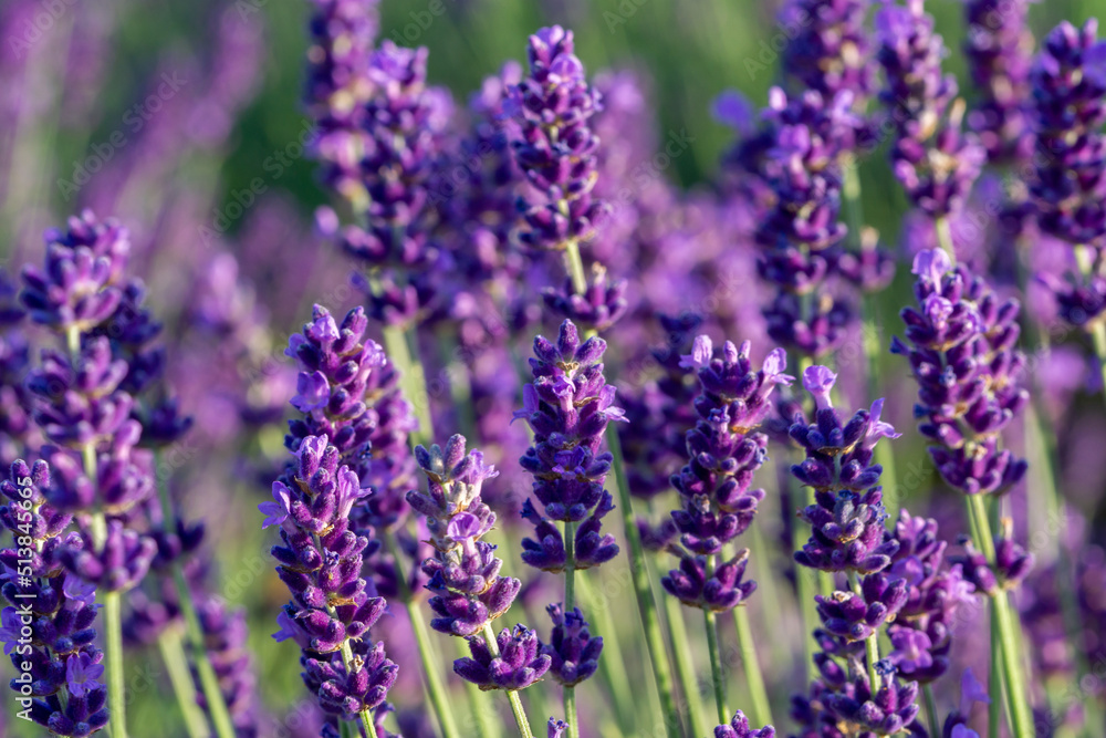 Obraz premium Lavendelblüte in einem Garten