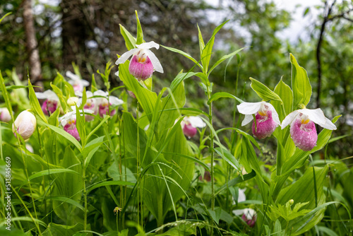 Showy Lady Slipper Orchids in Minnesota 