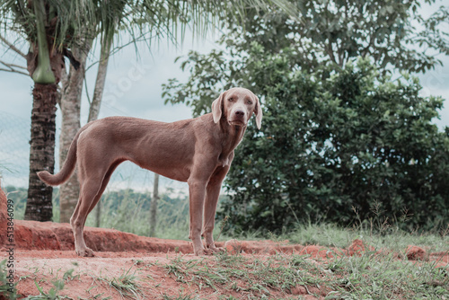 Light brown brazilian dog on green grass