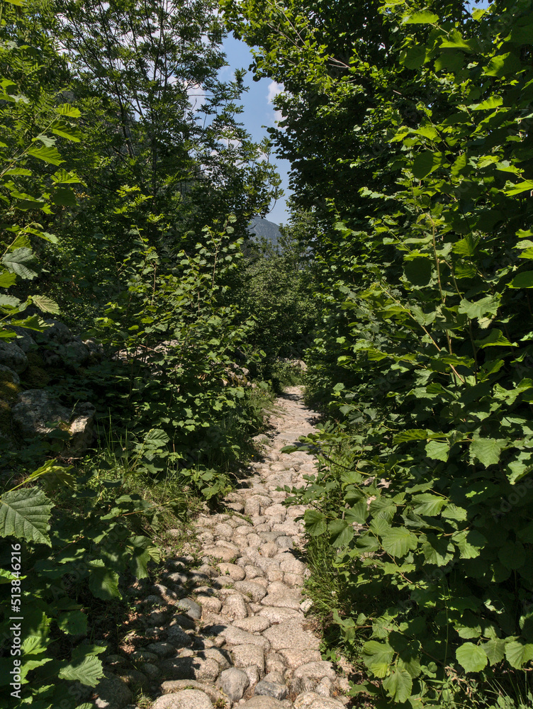 Fototapeta premium path in the forest in Andorra mountains