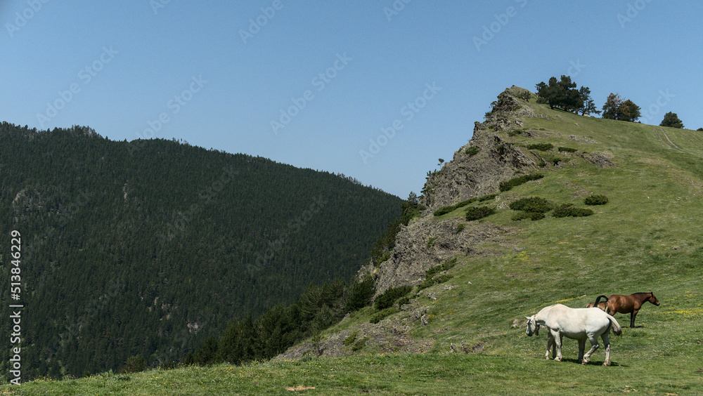 horses in the mountains in Andorra between France and Spain