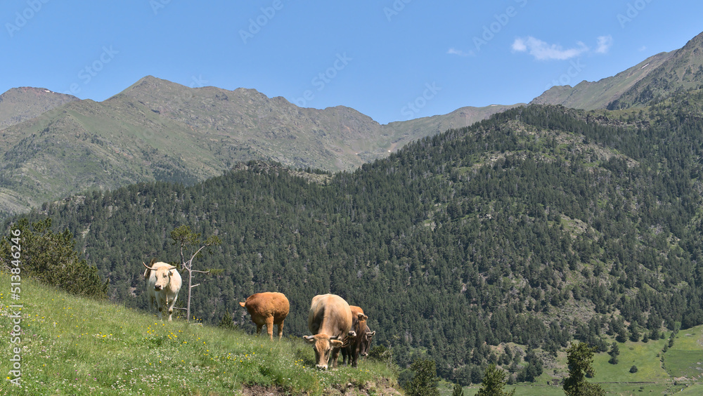 Group of brown cows and their calf, Andorra between France and Spain Pyrenees in Europe. 