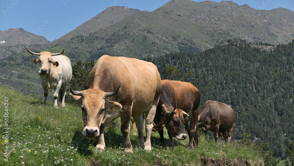 Group of brown cows and their calf, Andorra between France and Spain Pyrenees in Europe. Group of brown cows and their calf, Andorra between France and Spain Pyrenees in Europe.