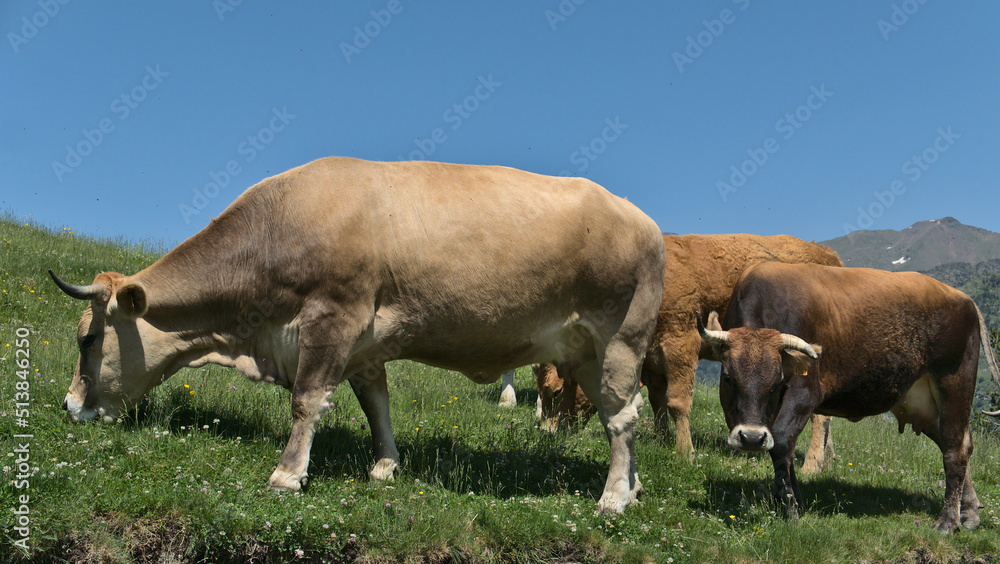Group of brown cows and their calf, Andorra between France and Spain Pyrenees in Europe. Group of brown cows and their calf, Andorra between France and Spain Pyrenees in Europe.
