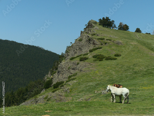 White horse and foan on the mountain, andorra