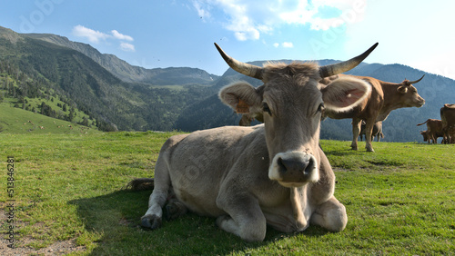 cows laid on the grass in the mountains  Andorra between France and Spain 
