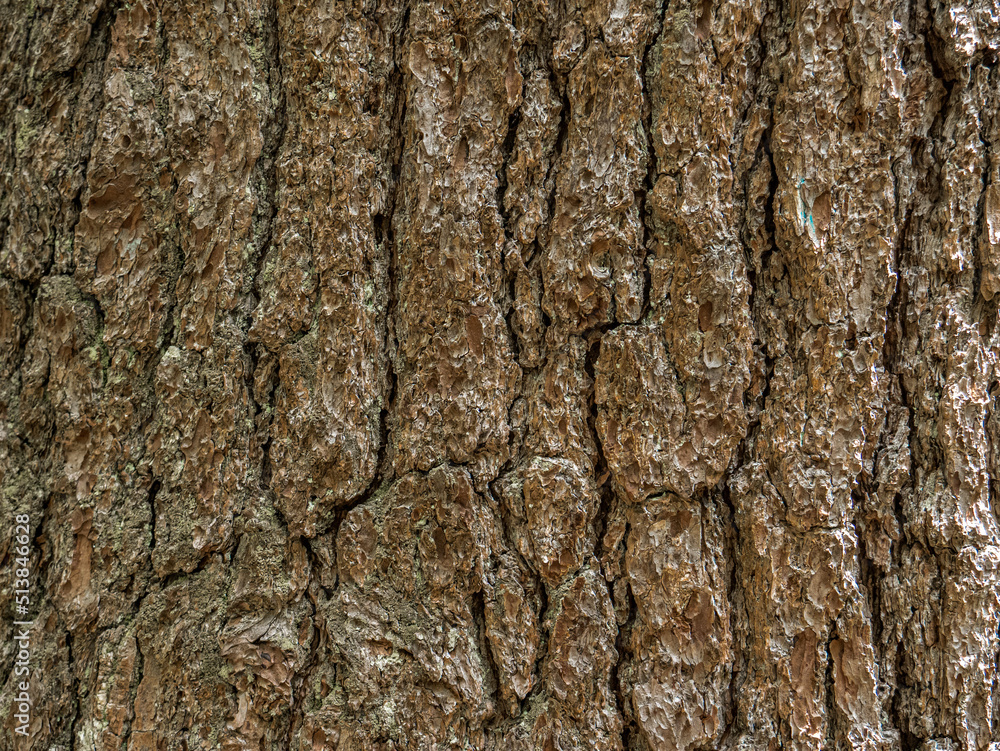 bark of a tree bark of a tree