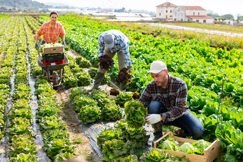 Multiethnic group of seasonal workers harvesting green lettuce on vegetable farm field in spring..