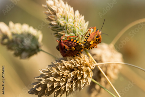 Carpocoris pudicus is a species of shield bug in the family Pentatomidae. photo