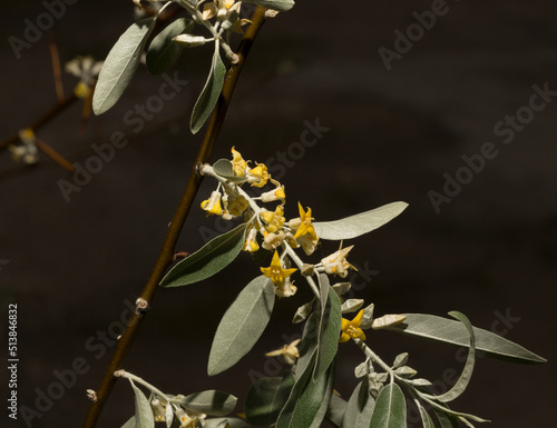 Elaeagnus commutata, the silverberry or wolf-willow, is a species of Elaeagnus. Spring flowering of the bush. Yellow flowers on the plant. photo