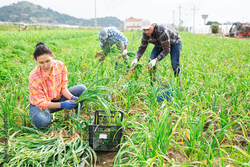 Team of gardeners working on young garlic field at vegetable farm, gathering fresh green produce