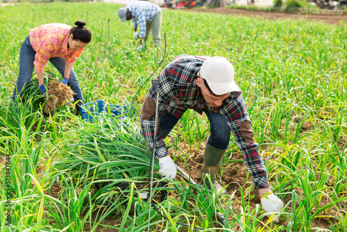 Focused male and female farm workers picking organic green garlic on agricultural field