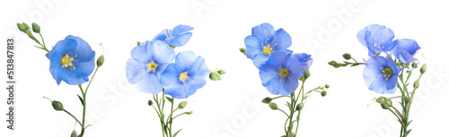Set with beautiful light blue flax flowers on white background. Banner design