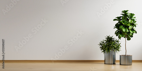 White empty room with plant in living room interior.