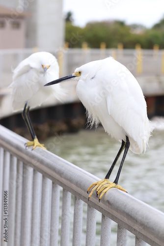 snowy egret perched on a fence