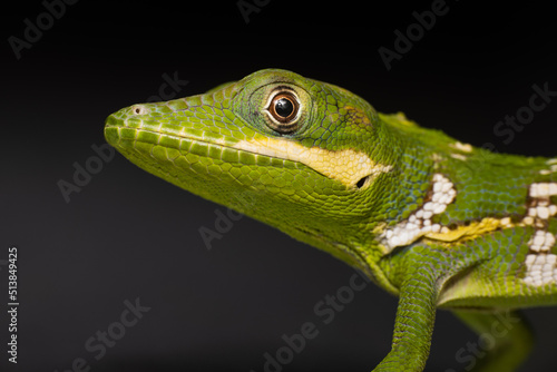 Anole Lizard head up close 