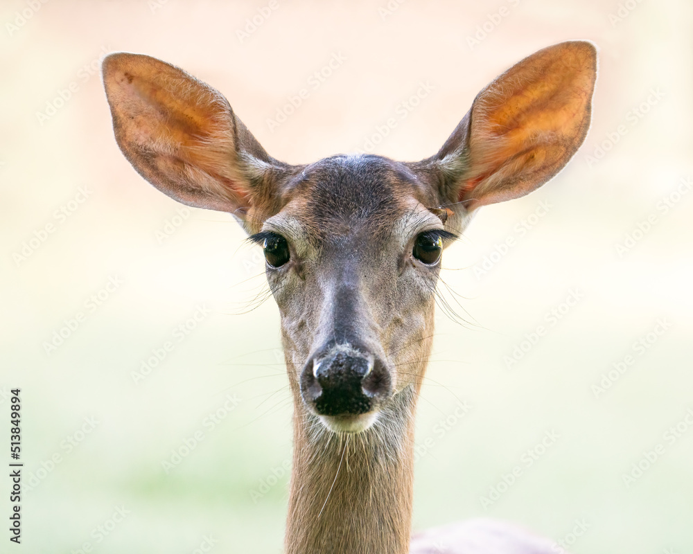 Obraz premium Whitetailed Doe Portrait