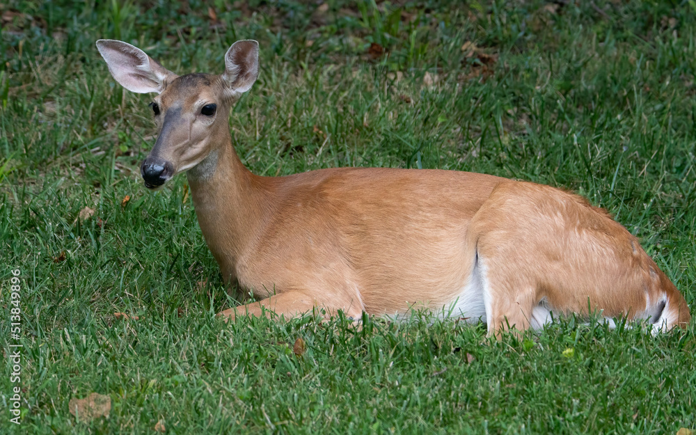 Whitetailed Doe Bedding Down Whitetailed Doe Bedding Down
