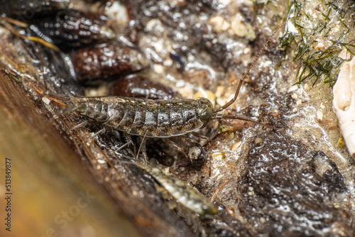 Everglades small creature up close