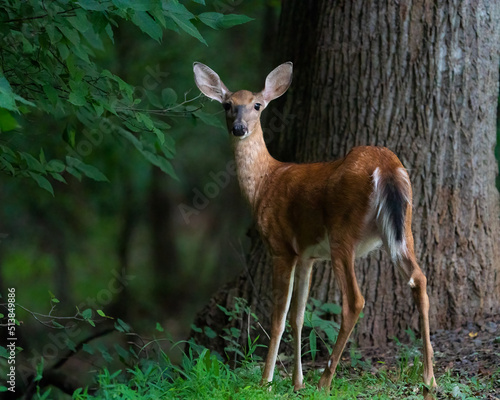 A white-tailed doe looks back one last time before slipping into the forest.