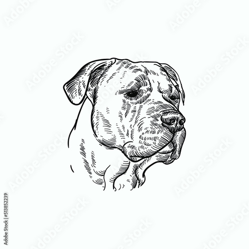 Vintage hand drawn sketch boxer dog head