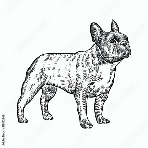 Vintage hand drawn sketch french bulldog