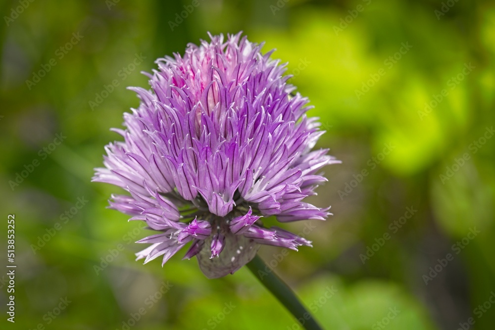 Purple onion flower in the garden. Purple onion flower in the garden.