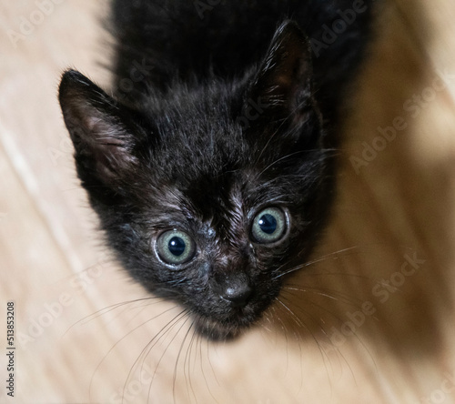 黒い子猫の好奇心