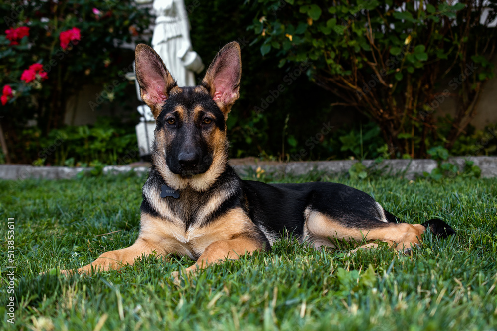 german shepherd puppy laying down in the grass german shepherd puppy laying down in the grass