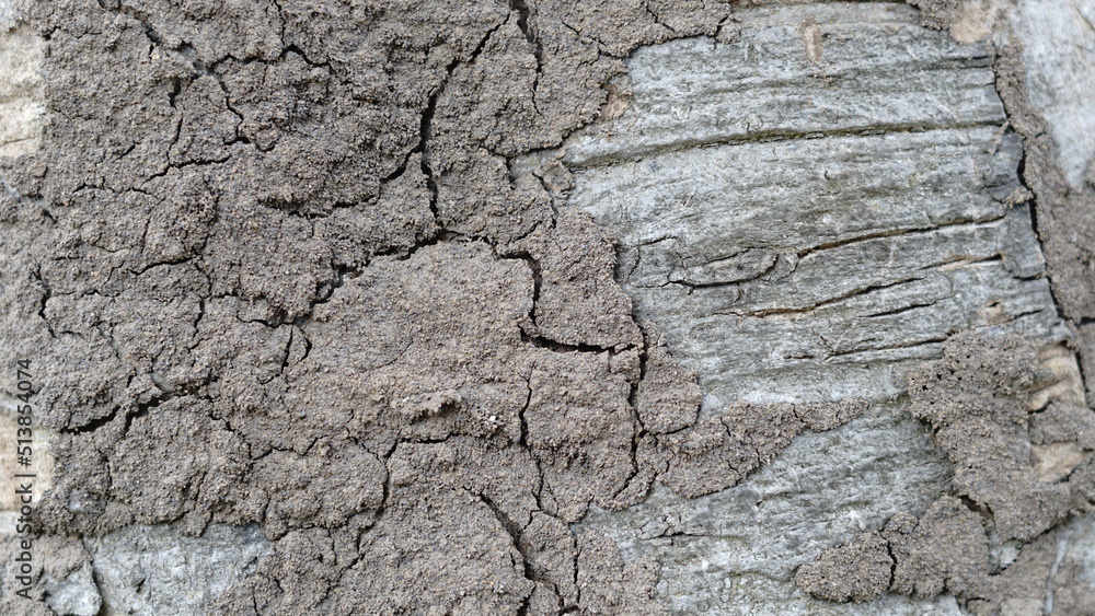 Termite Termites eat trees around the bark. and quickly build habitats on the trees. Termite Termites eat trees around the bark. and quickly build habitats on the trees.