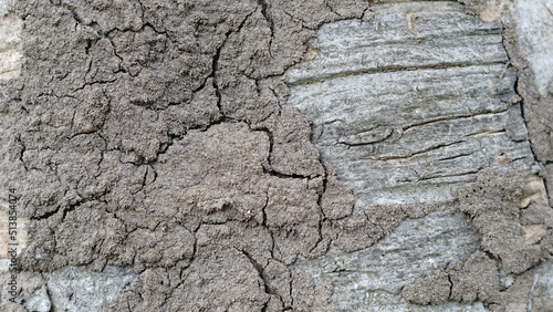 Termite Termites eat trees around the bark. and quickly build habitats on the trees.