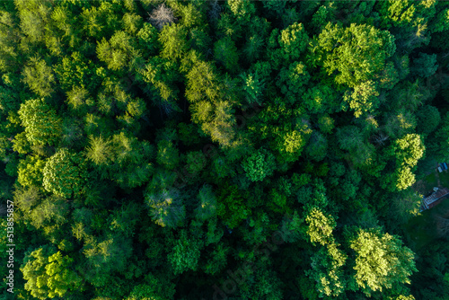 Treetops in Cleveland, Georgia