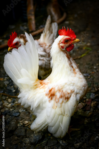 chicken © Siri.P