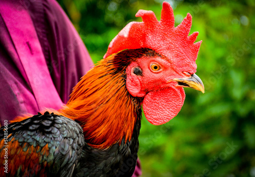 portrait of a rooster Fototapet