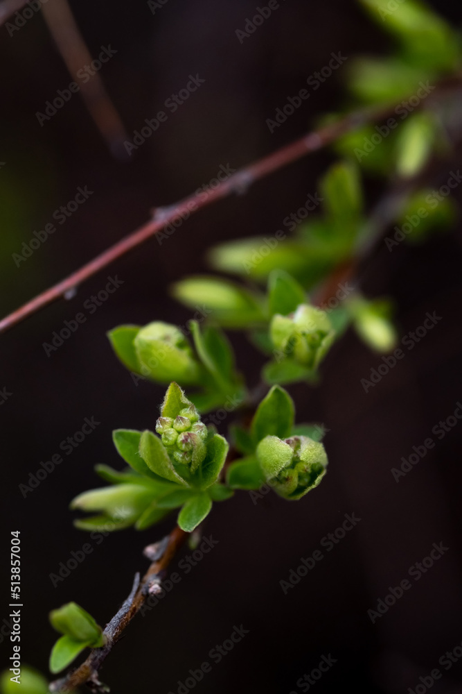 A branch with young leaves in natural conditions in spring. A branch with young leaves in natural conditions in spring.